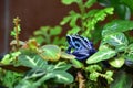 Cool Pattern on a Cobalt Poison Dart Frog Royalty Free Stock Photo