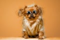 Cool pekingese dog with retro sunglasses and jacket on orange background in studio Royalty Free Stock Photo
