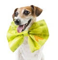 Cool pet celebration Royalty Free Stock Photo