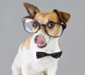 Cool Pet with Glasses Royalty Free Stock Photo