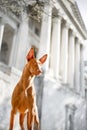 Cool Pharaoh hound dog stay in city . white classic house on background Royalty Free Stock Photo