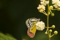 Cool photo of beautiful common jezabel delias eucharis butterfly sitting on flower
