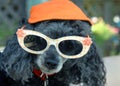 Cool Poodle Wears Sunglasses and Hat