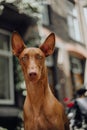 portrait Pharaoh hound dog sit . old town on background Royalty Free Stock Photo