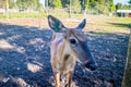 A Mule Deer in Mackinac Deerland ST. Ignace, Michigan