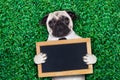 Cool pug dog Royalty Free Stock Photo