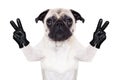 Cool pug dog Royalty Free Stock Photo