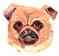 Cool pug dog  watercolori llustration Pug dog head element. Royalty Free Stock Photo