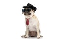 Cool pug dog wearing a black hat with a red tie Royalty Free Stock Photo