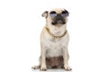 Cool pug dog wearing sunglasses and chain Royalty Free Stock Photo