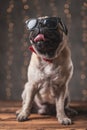 Cool pug dog wearing sunglasses sitting and licking his mouth Royalty Free Stock Photo