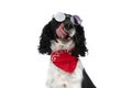 Cool retro english springer spaniel dog licking nose and looking up Royalty Free Stock Photo