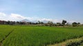cool rice fields under the foot of the mountain Royalty Free Stock Photo