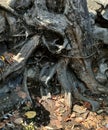 Cool roots in a sand to a city houseing Royalty Free Stock Photo