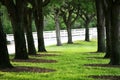 Cool shady area under tree Royalty Free Stock Photo