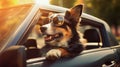 A cool sheep dog wearing sunglasses enjoys a stylish ride