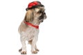 Cool shih tzu dog with hat and red bandana looking to side