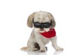 Cool shih tzu dog posing with attitude