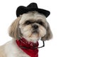 Cool shih tzu dog wearing sunglasses, a black hat