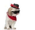 Cool shih tzu dog wearing sunglasses, a red bandana Royalty Free Stock Photo