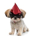 Cool Shih Tzu puppy wearing bowtie, sunglasses and party hat