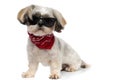 Cool Shih Tzu puppy wearing sunglasses and bandana