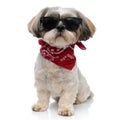 Cool Shih Tzu puppy wearing sunglasses and bandana while sitting