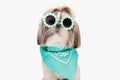 cool shih tzu puppy wearing sunglasses and blue and po bandana and posing