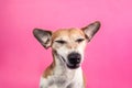 Cool sly suspicious contented dog face with eyes closed Royalty Free Stock Photo