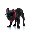 Cool small french bulldog wearing red bandana and sunglasses Royalty Free Stock Photo