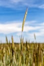 Cool Spikelets in green field