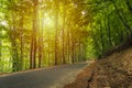 Winding Forest Road Dotted with Fallen Leaves Royalty Free Stock Photo