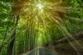 Winding Forest Road Dotted with Fallen Leaves Royalty Free Stock Photo