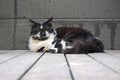 Cool, black and white stray cat staring at the camera. Royalty Free Stock Photo