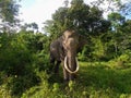 A Cool Sumatra Elephant