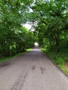 A Cool Summer day Tunnel of Trees