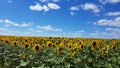Cool sunflower field with blue sky and white cloud Royalty Free Stock Photo