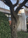 Cool tree shaped like a person with arms crossed