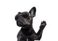 Posing dog with sunglasses high five Royalty Free Stock Photo