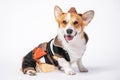 Cool welsh corgi pembroke or cardigan in sheriff or cowboy costume with straw wide brimmed hat sits on white background.