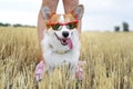 Cool Welsh Corgi Pembroke dog wearing red sunglasses sticking your tongue out, on vacation for a walk with his master