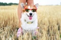 Cool Welsh Corgi Pembroke dog wearing red sunglasses on vacation for a walk with his master Royalty Free Stock Photo