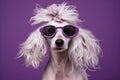 Cool white fluffy dog with shaggy ears in purple glasses looking at camera on purple plain background