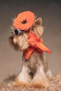 Cool yorkie dog with orange hat and scarf and retro plaid sunglasses