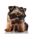 Cool yorkie wearing golden necklace and sunglasses sitting