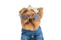 Cool yorkshire terrier dog with glasses and bow wearing fashion clothes Royalty Free Stock Photo