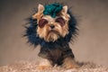 Cool yorkshire terrier dog with jacket, hat and sunglasses Royalty Free Stock Photo