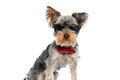 Cool yorkshire terrier dog wearing red bowtie and sunglasses Royalty Free Stock Photo