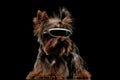 cool yorkshire terrier dog wearing sky glasses and looking to side Royalty Free Stock Photo