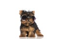 Cool yorkshire terrier dog wearing sunglasses and standing Royalty Free Stock Photo